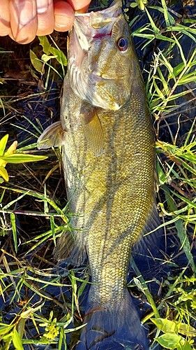 スモールマウスバスの釣果