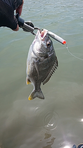 キビレの釣果