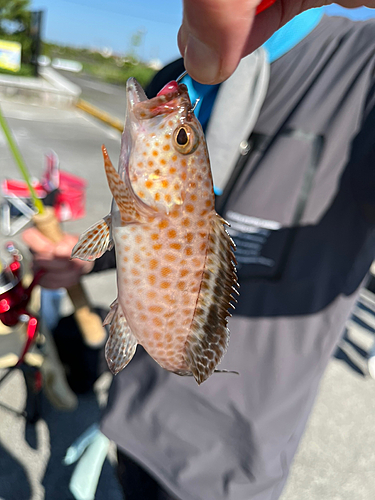 オオモンハタの釣果