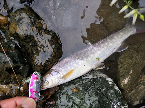 アメマスの釣果