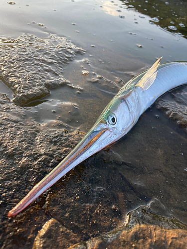 ダツの釣果