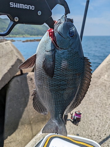 メジナの釣果