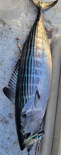 ハガツオの釣果