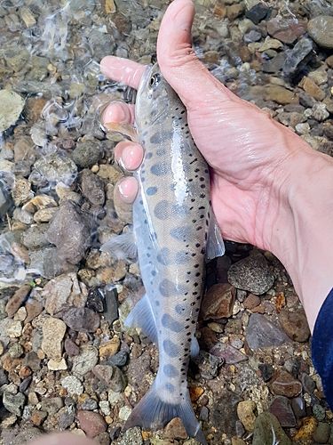 ヤマメの釣果