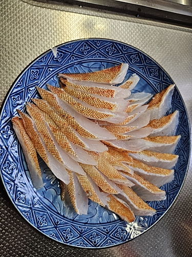 アカハタの釣果