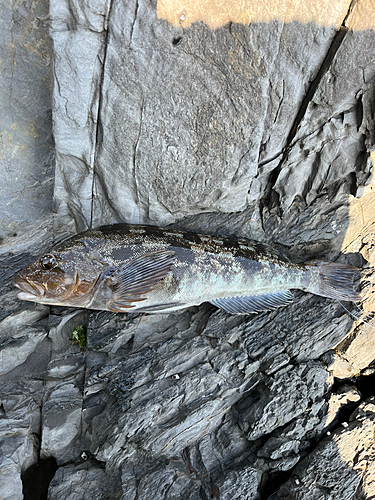 アイナメの釣果