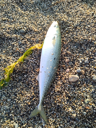 サバの釣果