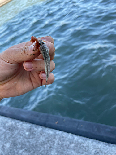 ハゼの釣果