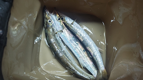 カマスの釣果