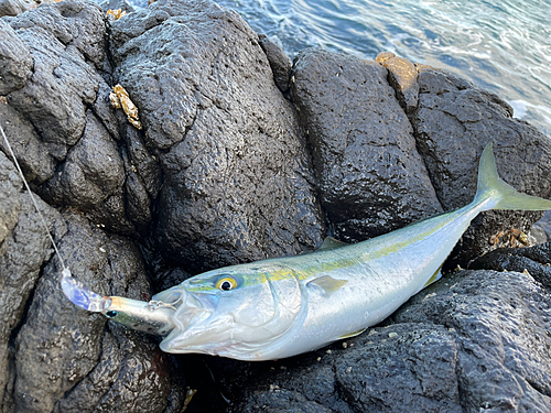 フクラギの釣果