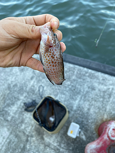 オオモンハタの釣果