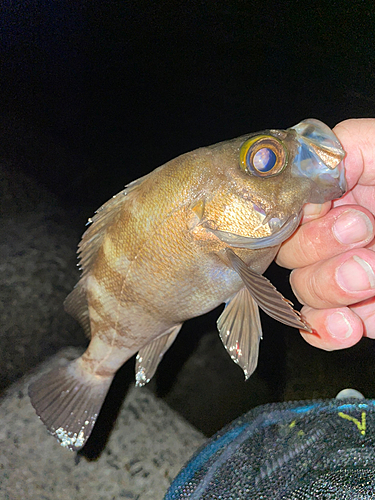 メバルの釣果