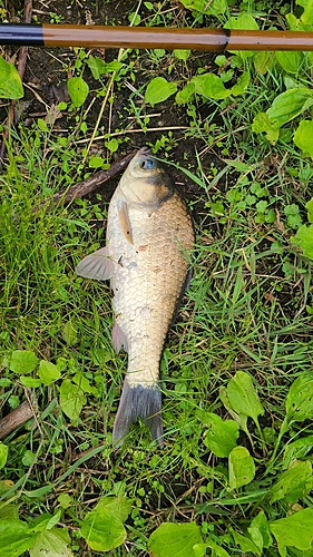 ヘラブナの釣果