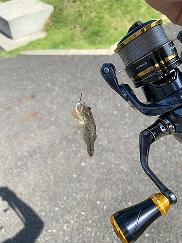 ハゼの釣果