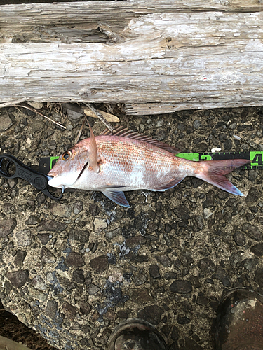 マダイの釣果