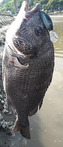 チヌの釣果