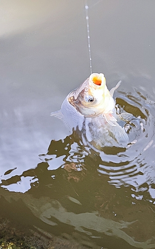 ヘラブナの釣果