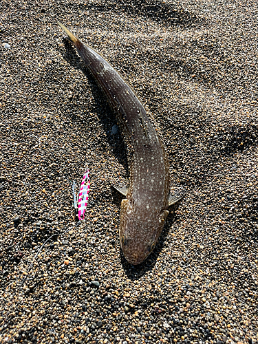 エソの釣果