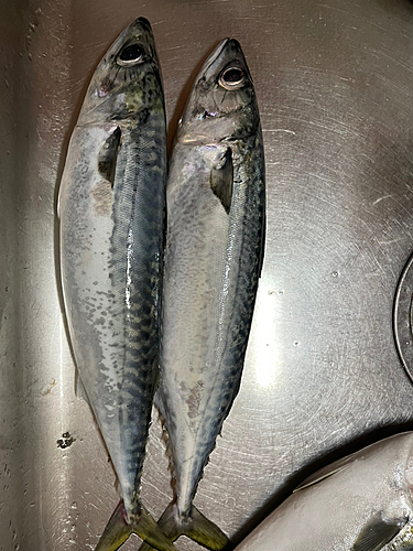 サバの釣果