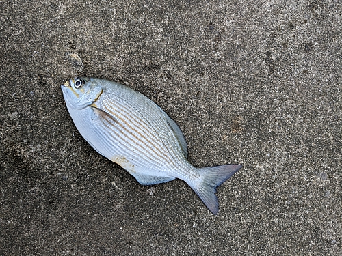 イスズミの釣果