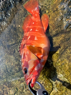 アカハタの釣果