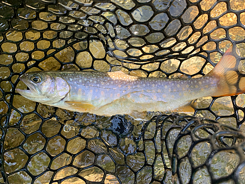 イワナの釣果