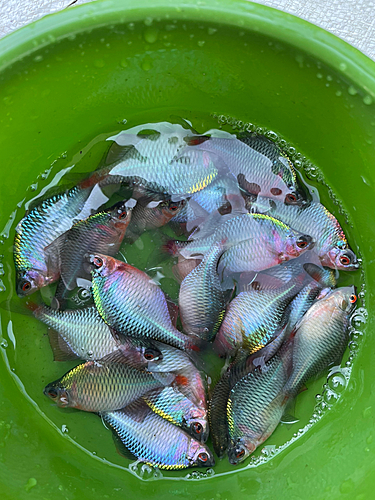 タナゴの釣果