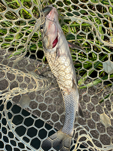 ニゴイの釣果