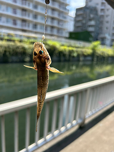 マハゼの釣果