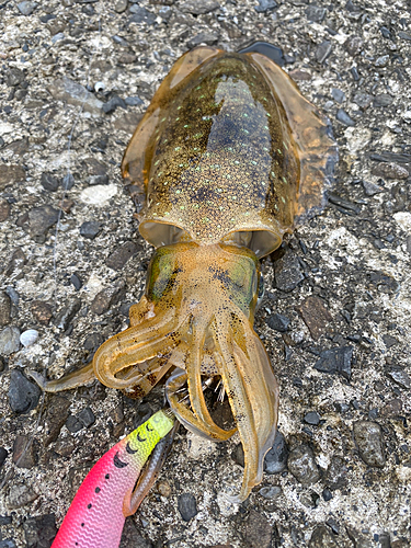 アオリイカの釣果