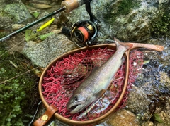 イワナの釣果