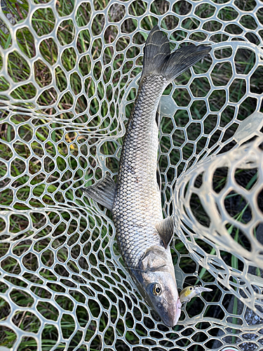 ニゴイの釣果