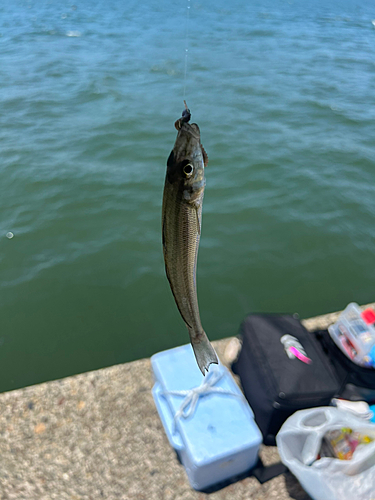 シロギスの釣果