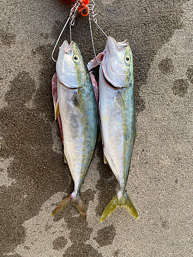 イナダの釣果