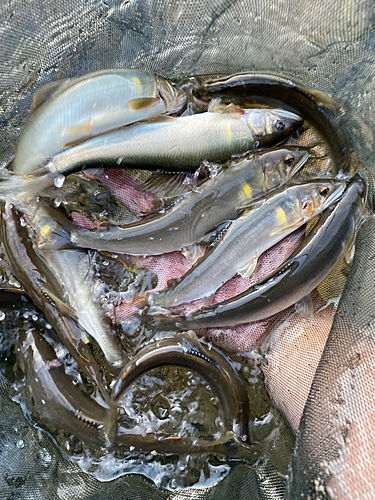 アユの釣果