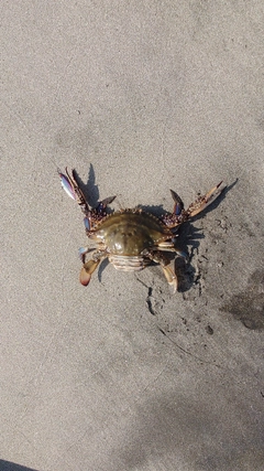 ワタリガニの釣果