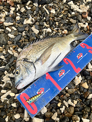 ミナミクロダイの釣果