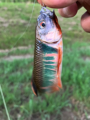 オイカワの釣果