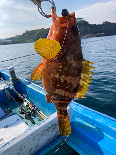 アコウの釣果