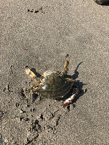 ワタリガニの釣果