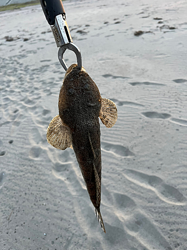 コチの釣果