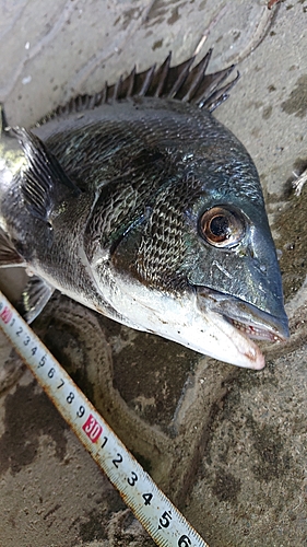 クロダイの釣果