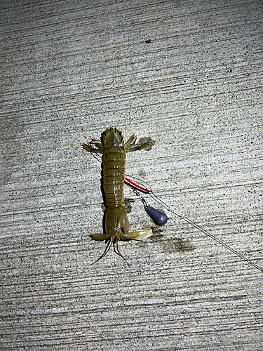 シャコエビの釣果