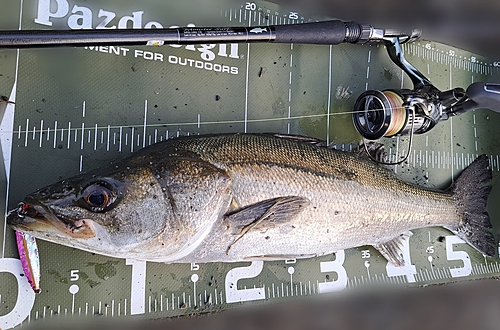 シーバスの釣果