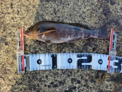 アイナメの釣果