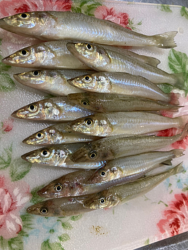 キスの釣果