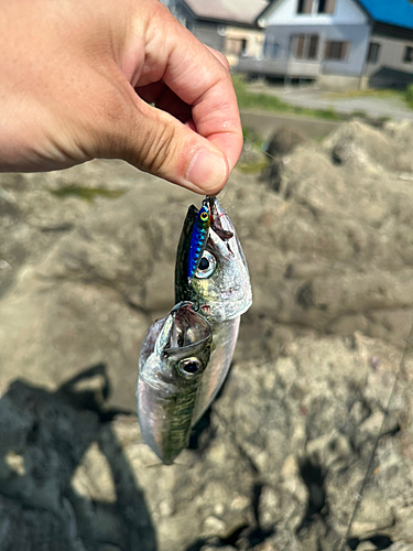 サバの釣果