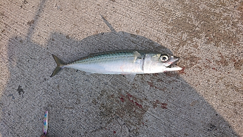 サバの釣果