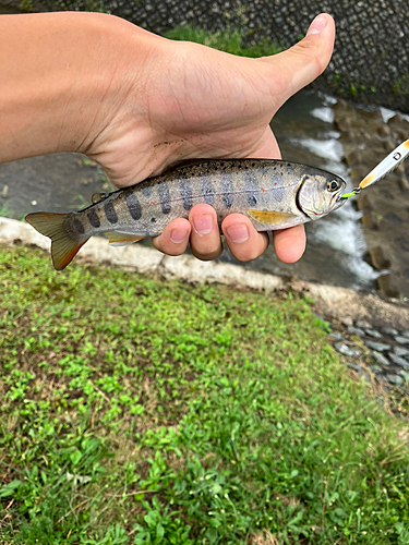 アマゴの釣果