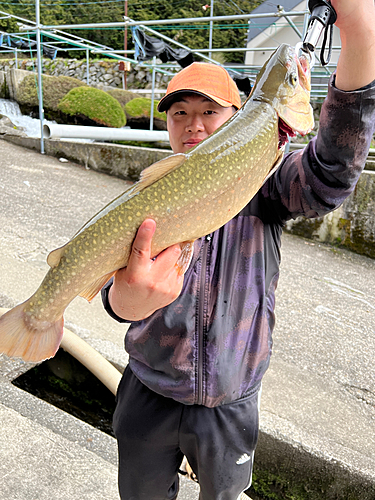 イワナの釣果